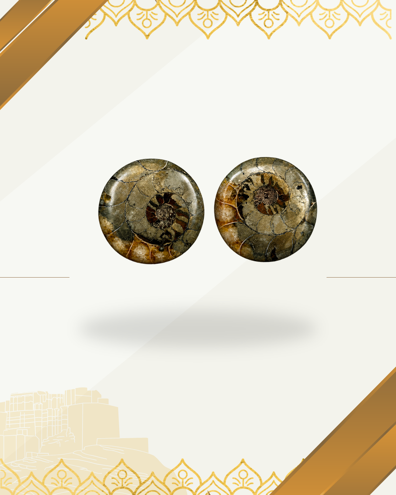 Ammonite Specimens Pair : Polished Round shaped Slices Pair