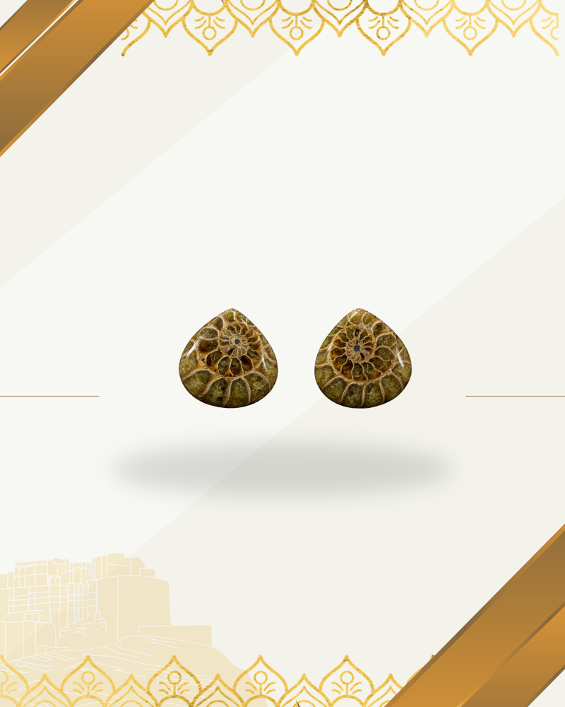 Ammonite Specimens Pair : Polished Pear shaped Slices Pair