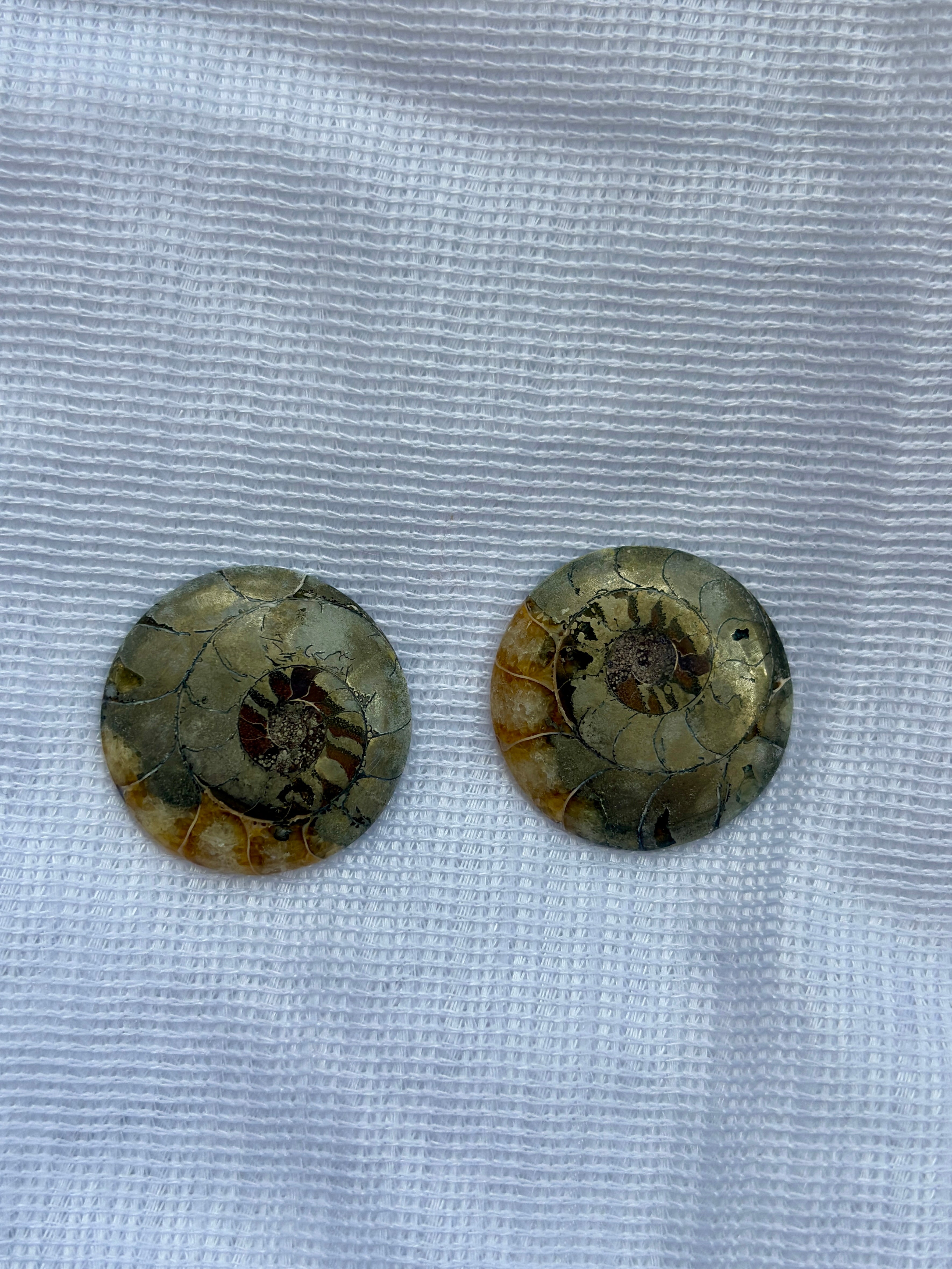Ammonite Specimens Pair : Polished Round shaped Slices Pair