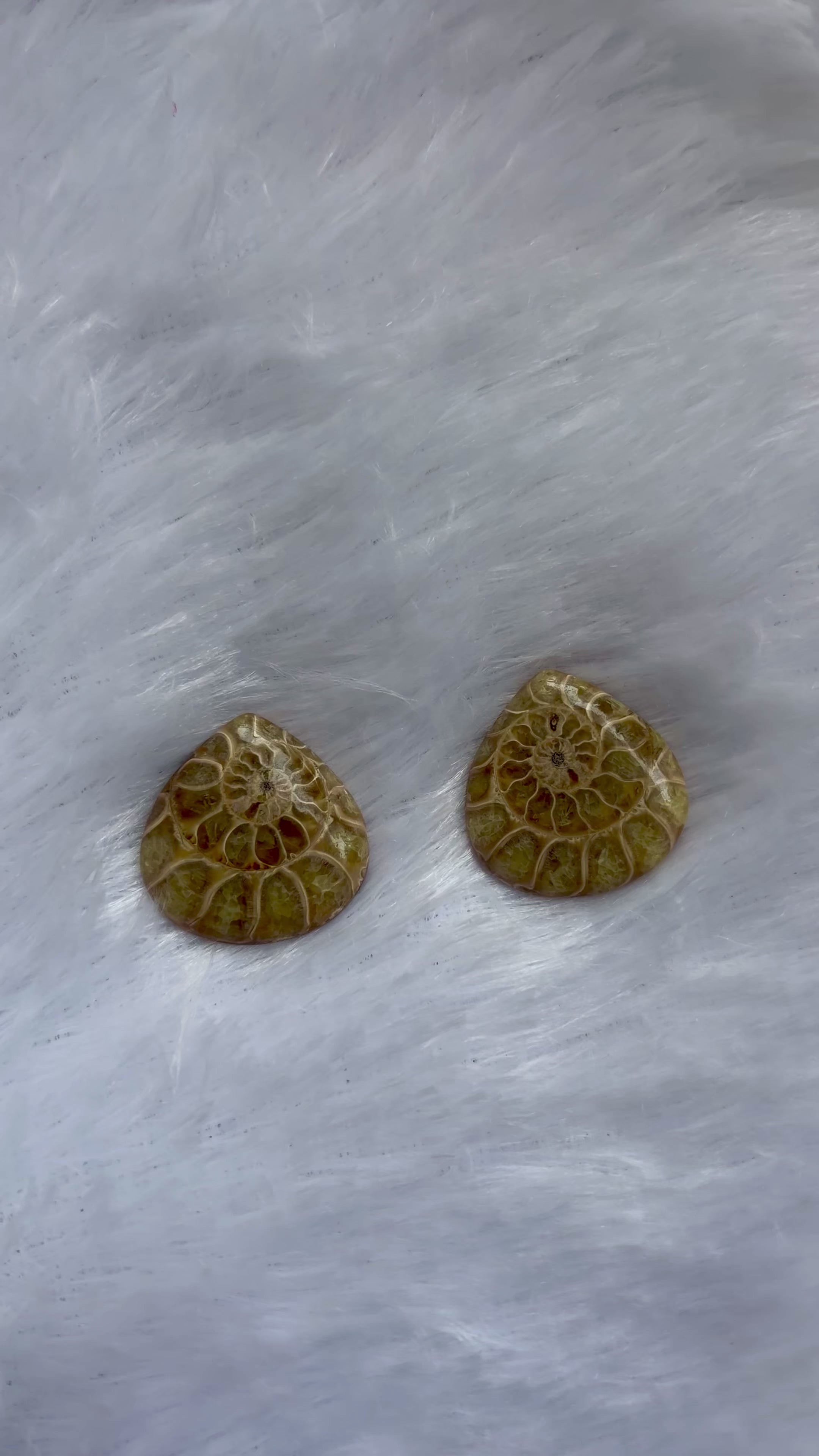 Ammonite Specimens Pair : Polished Pear shaped Slices Pair