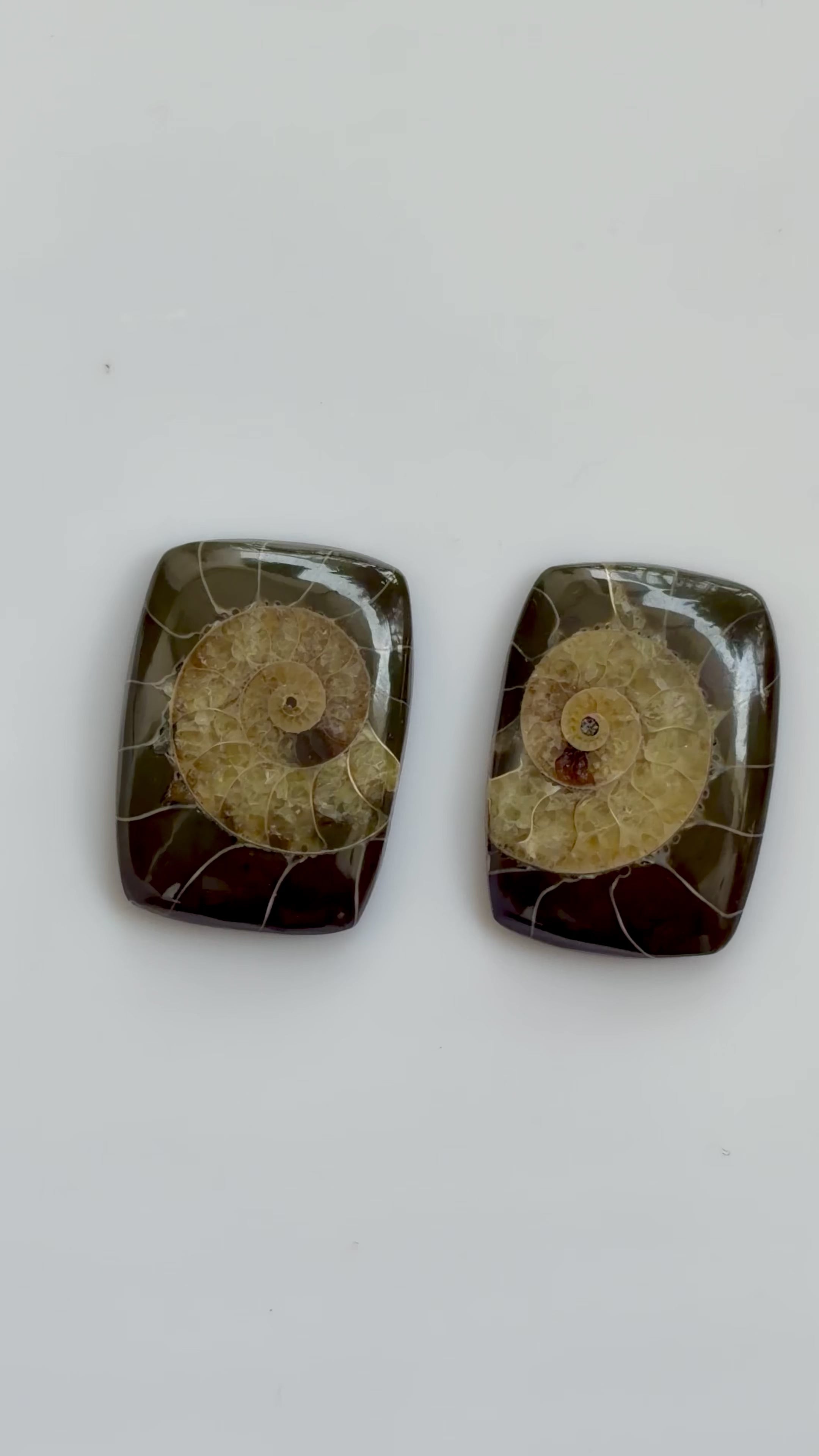 Ammonite Specimens Pair : Polished Cushion shaped Slices Pair