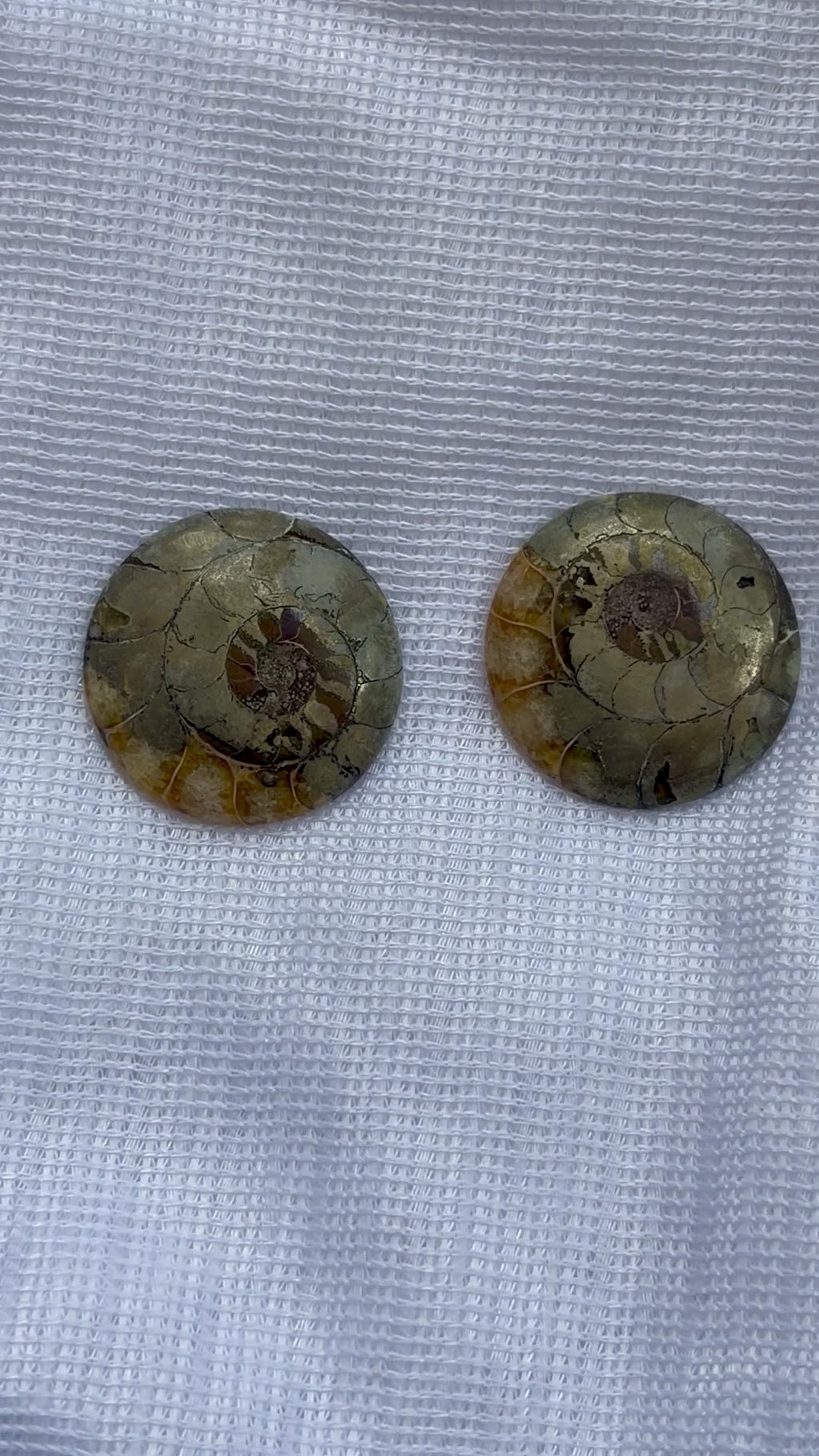 Ammonite Specimens Pair : Polished Round shaped Slices Pair
