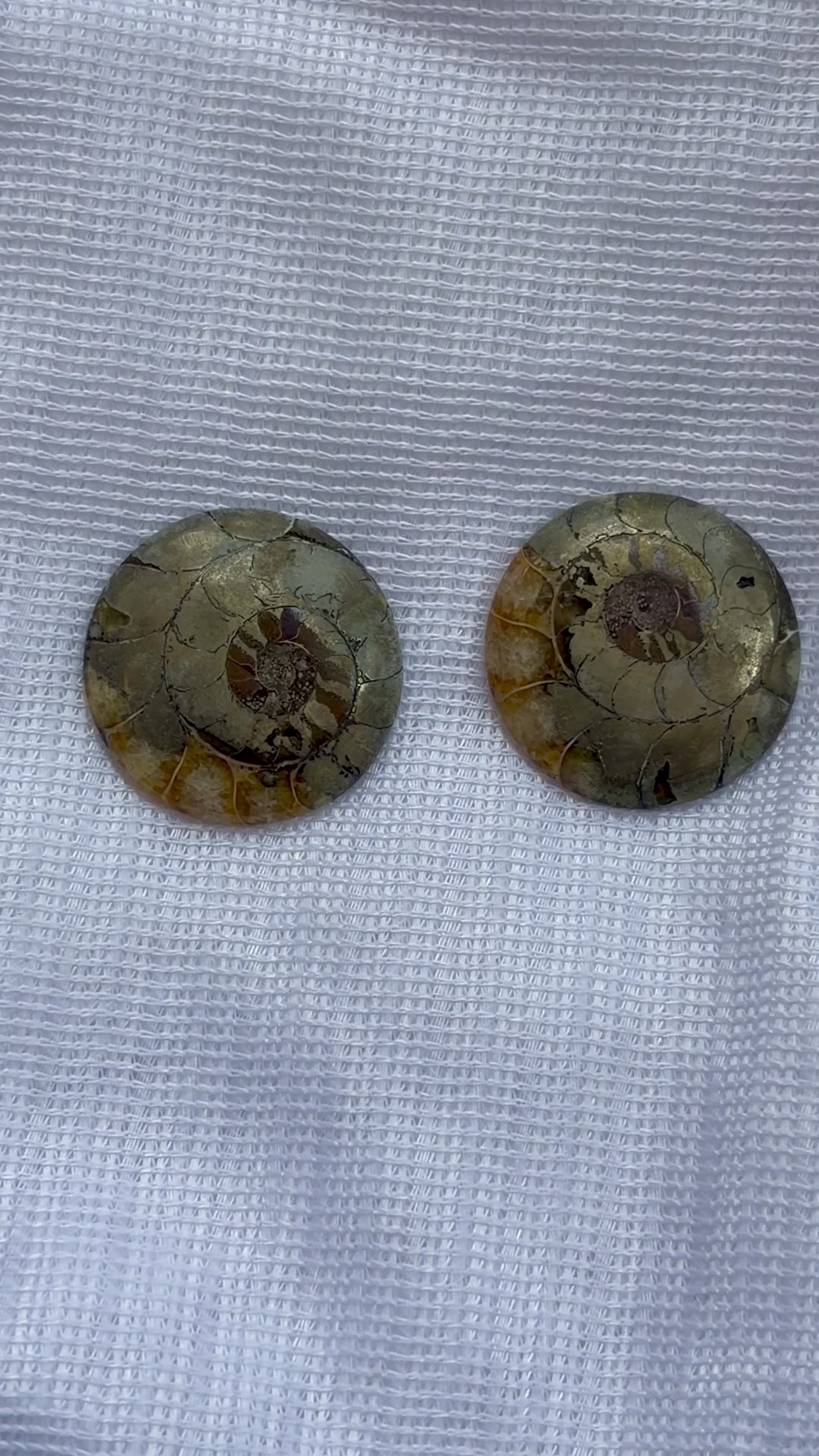Ammonite Specimens Pair : Polished Round shaped Slices Pair